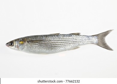 Fish Golden grey mullet on white background