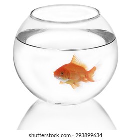 Single Goldfish Fish Tank Bowl Isolated Stock Photo (Edit Now) 1920791990