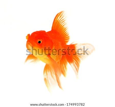 Fish goldfish on a white background 