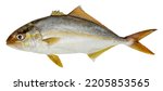 Fish greater amberjack isolated on white background (seriola dumerili)