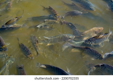 Fish group eating food from feeding in nature - Shutterstock ID 2200702335