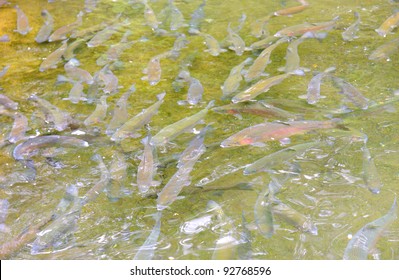 Fish Hatchery At Bonneville Lock And Dam