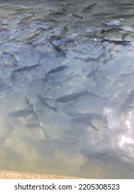 Fish In A Fish Hatchery On A Sunny Day