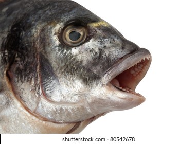 Fish Head Isolated On White + Clipping Path