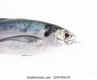 Fish Head On A White Background, Border