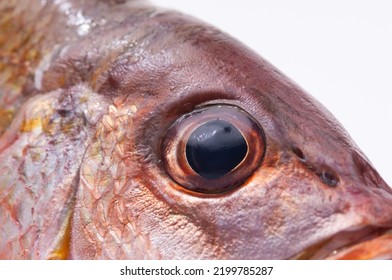 Fish Head On A White Background, Border