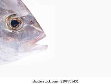 Fish Head On A White Background, Border