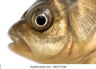 Fish Head On A White Background