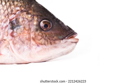 Fish Head On A White Background,borde