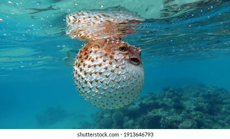 Fish hedgehog. Yellow-spotted cyclicht - grows up to 34 cm, feeds on crustaceans and molluscs. In case of danger, it takes the form of a ball, bristling spines.