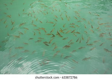 Fish herd