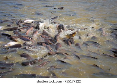 Scary Catfish Hd Stock Images Shutterstock