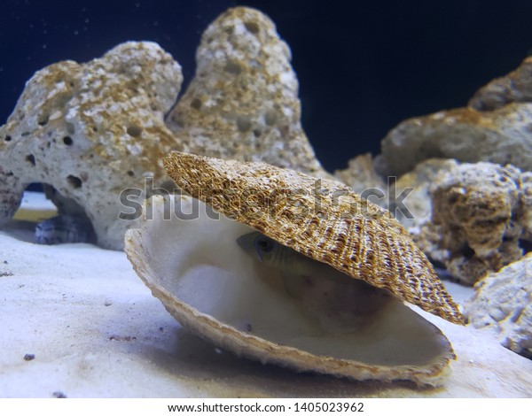 Fish Hiding Clam Shell Stock Photo 1405023962 | Shutterstock
