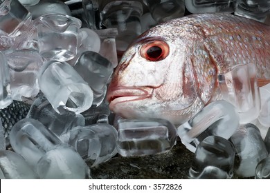 fish in ice
