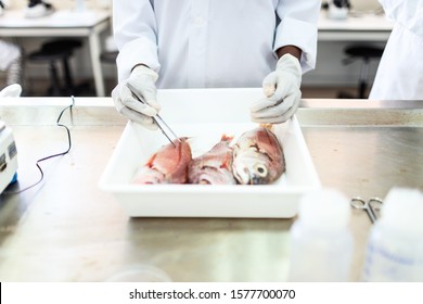 Fish interior to be tested in laboratory, quality test.