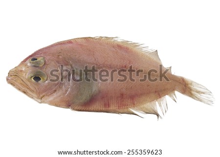 fish isolated