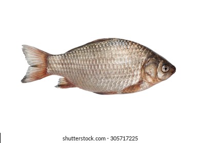 Fish Isolated On White Background 