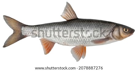 Fish isolated on white background closeup. The common dace, also known as  dace or the Eurasian dace is a fish in the carp family Cyprinidae, type species: Leuciscus leuciscus.