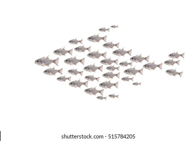 Fish Isolated On White Background,shape Of Fish,school Of Fish 