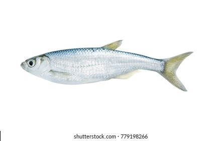 silver fish images stock photos vectors shutterstock