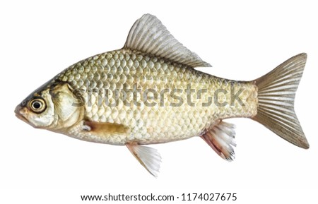 Fish, isolated with scales, river crucian carp