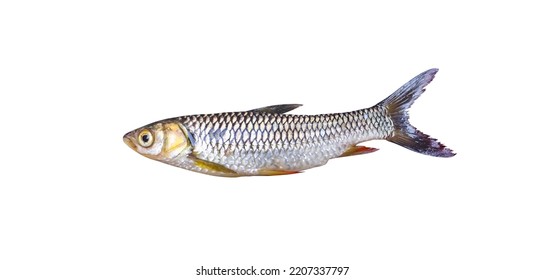
Fish jullien's dud carp (Henicorhynchus siamensis)  isolated on white background ,clipping path - Shutterstock ID 2207337797