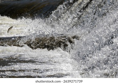 A fish jumps from frothy river rapids, frozen mid-air in a spectacular moment of survival and instinct against a sparkling waterfall background