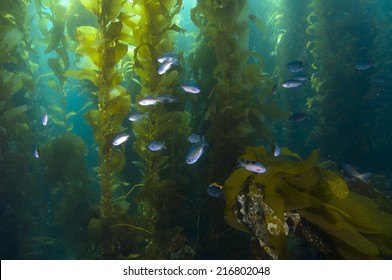 Fish In Kelp Reef Off Catalina Island, CA