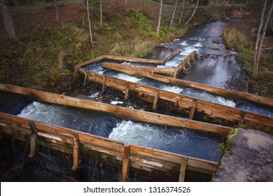 Fish Ladders Aid Salmon On Their Upstream Migration On Small River 