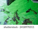 Fish at Lake Powell, Page, Arizona, USA - Vibrant 4K Ultra HD Image of Aquatic Life