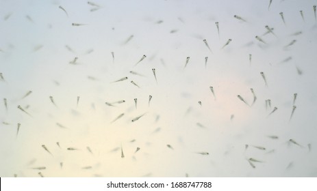 Fish Larva - Cultivating In A Fish Hatchery.