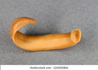 Fish Leech (Hirudinea, Annelida) (ventral View)