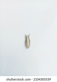 361 Sea lice Images, Stock Photos & Vectors | Shutterstock