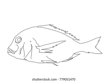 Red Snapper Fish Stock Illustrations, Images & Vectors | Shutterstock