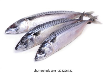 Fish Mackerel