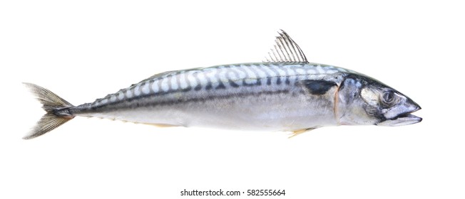 Mackerel Fish Isolated On White Background Stock Photo 1812156064 ...