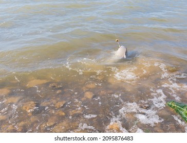 Fish Making Splash Near Rocky Shoreline Of Grapevine Lake, Texas, USA. Smallmouth Buffalo (Ictiobus Bubalus) Hardy Rough  Fish With Method Feeder Fishing From The Bank, Strong Waves On Lake
