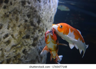 Fish In Malta National Aquarium