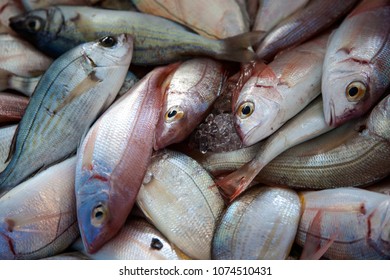 Fish Market Fisheries Seafood Stock Photo 1074510431 | Shutterstock