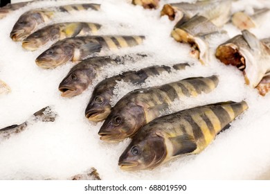 The Fish Market Is Frozen In A Super Market. Fish In Ice