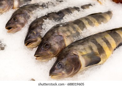 The Fish Market Is Frozen In A Super Market. Fish In Ice