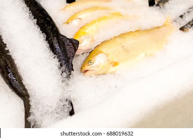 The Fish Market Is Frozen In A Super Market. Fish In Ice