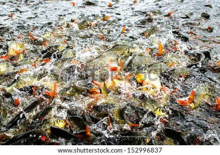 Fish Masses
