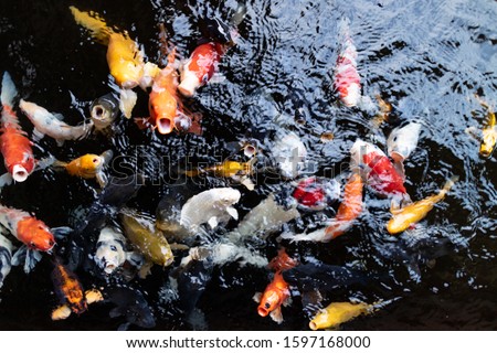 Fish massing together to try and take the bait