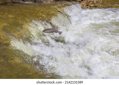 Fish Migration Jumping Upstream Photographed At Ganaraska River, Municipality Of Port Hope , Ontario, Canada