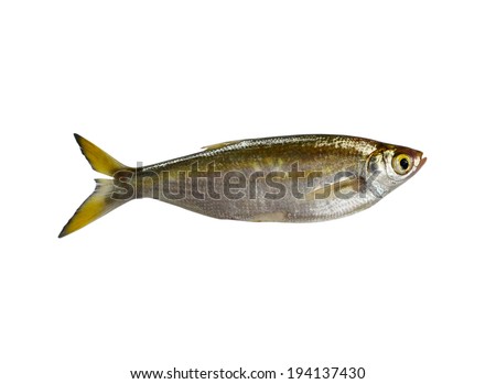 fish Minnow isolated on white background