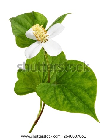 Fish mint, Fish leaf with flower isolated on white background, with clipping path                          