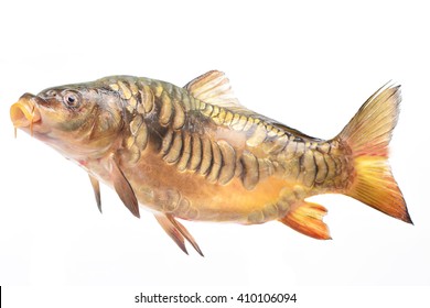 Fish Mirror Carp