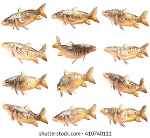 Fish Mirror Carp