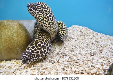 Fish, Moray Eel Moray Three Stand In The Same House.